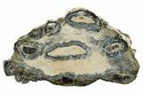 Mammoth Molar Slice With Case - South Carolina #350000-1